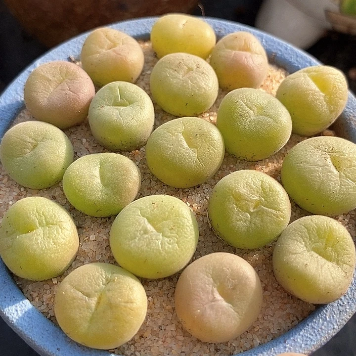 单头空卡佛一颗