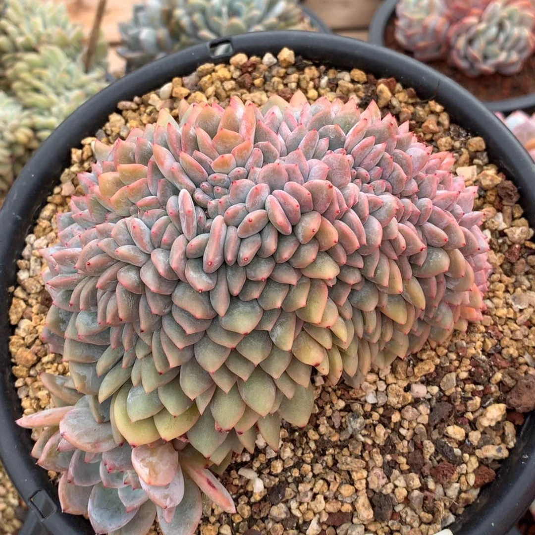 16厘米龙头星影缀2729