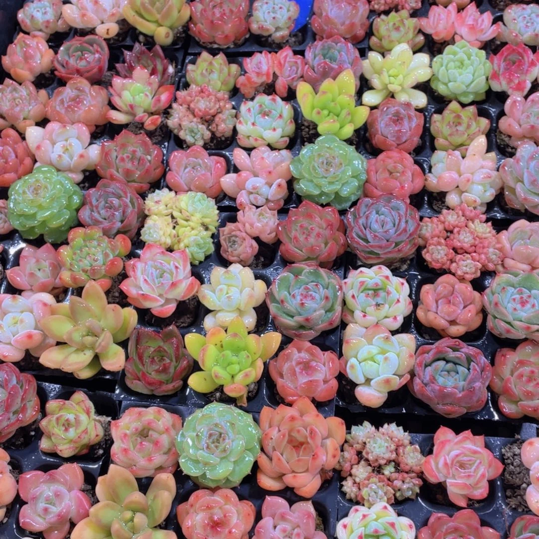 量拍63号 福利小可爱美肉20颗