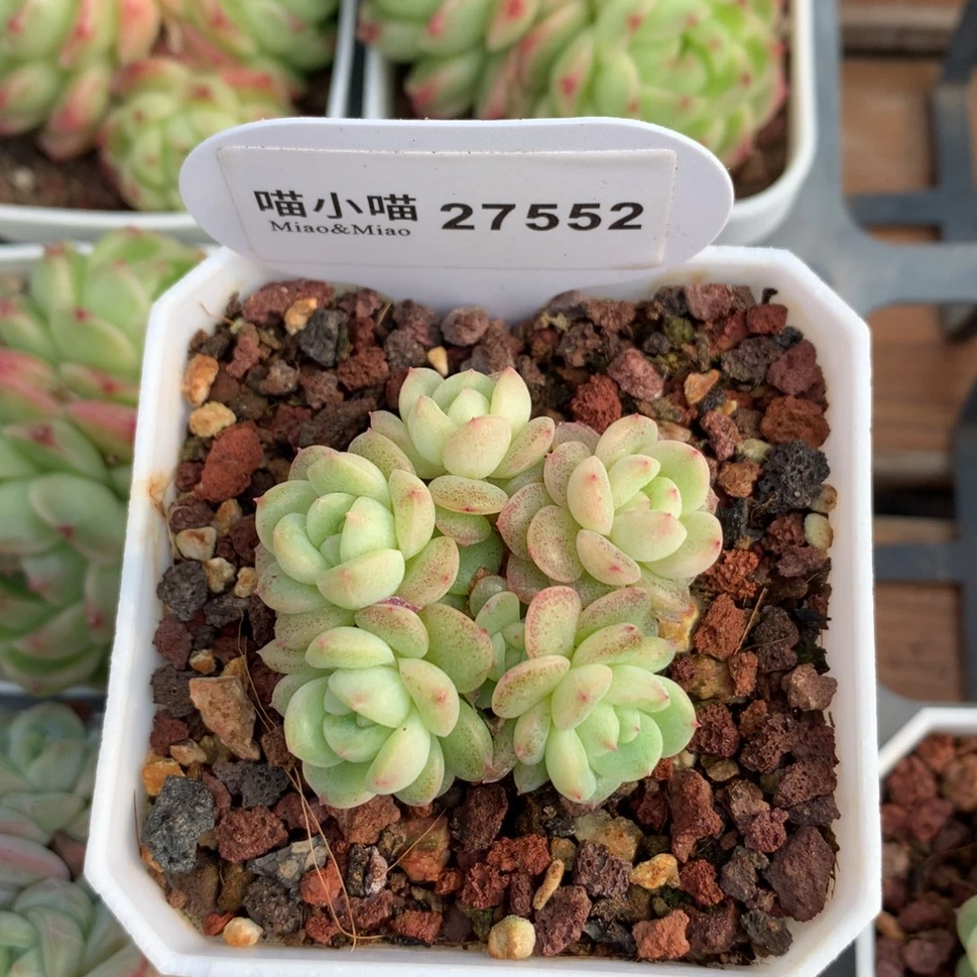 L**?多肉植物白玉珍妮