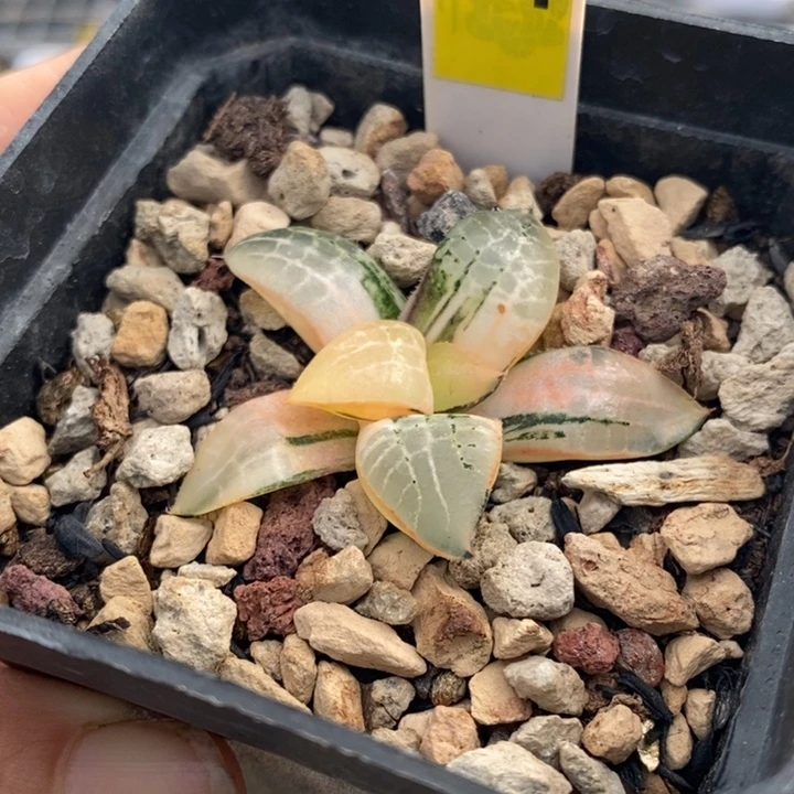 94号玻璃康锦多肉