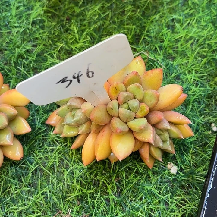 国***芳云南精品多肉一物一拍