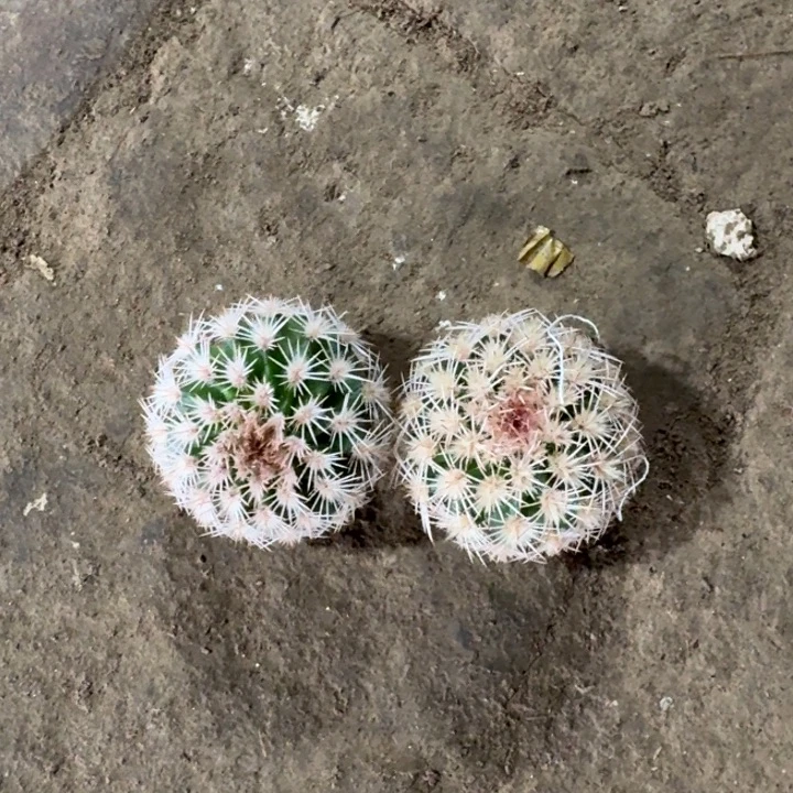 232皇冠虾切口大歪3公分左右无根侧牙，20包邮