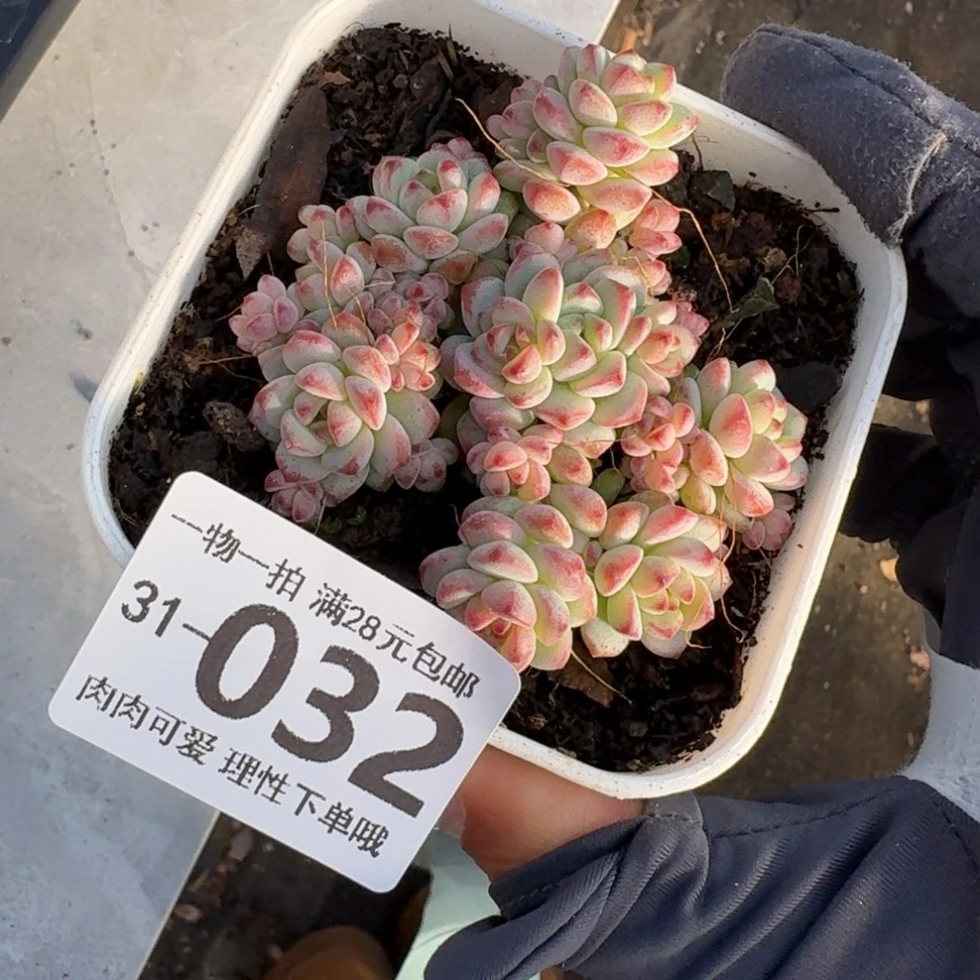 焦糖精灵无盆土发货