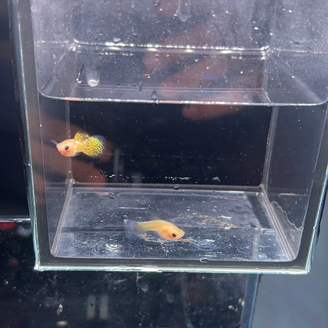 海水鱼黄蕾丝玻璃猫孔雀鱼