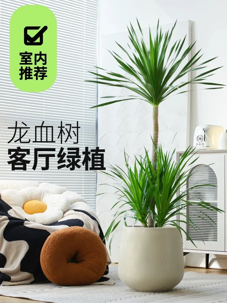 带盆 老桩造型太空铁2号龙血树客厅盆栽大型懒人绿植净化空气