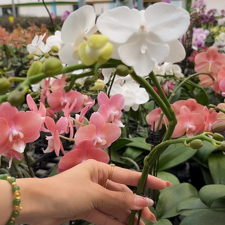 大部分花苞少量开放白天鹅