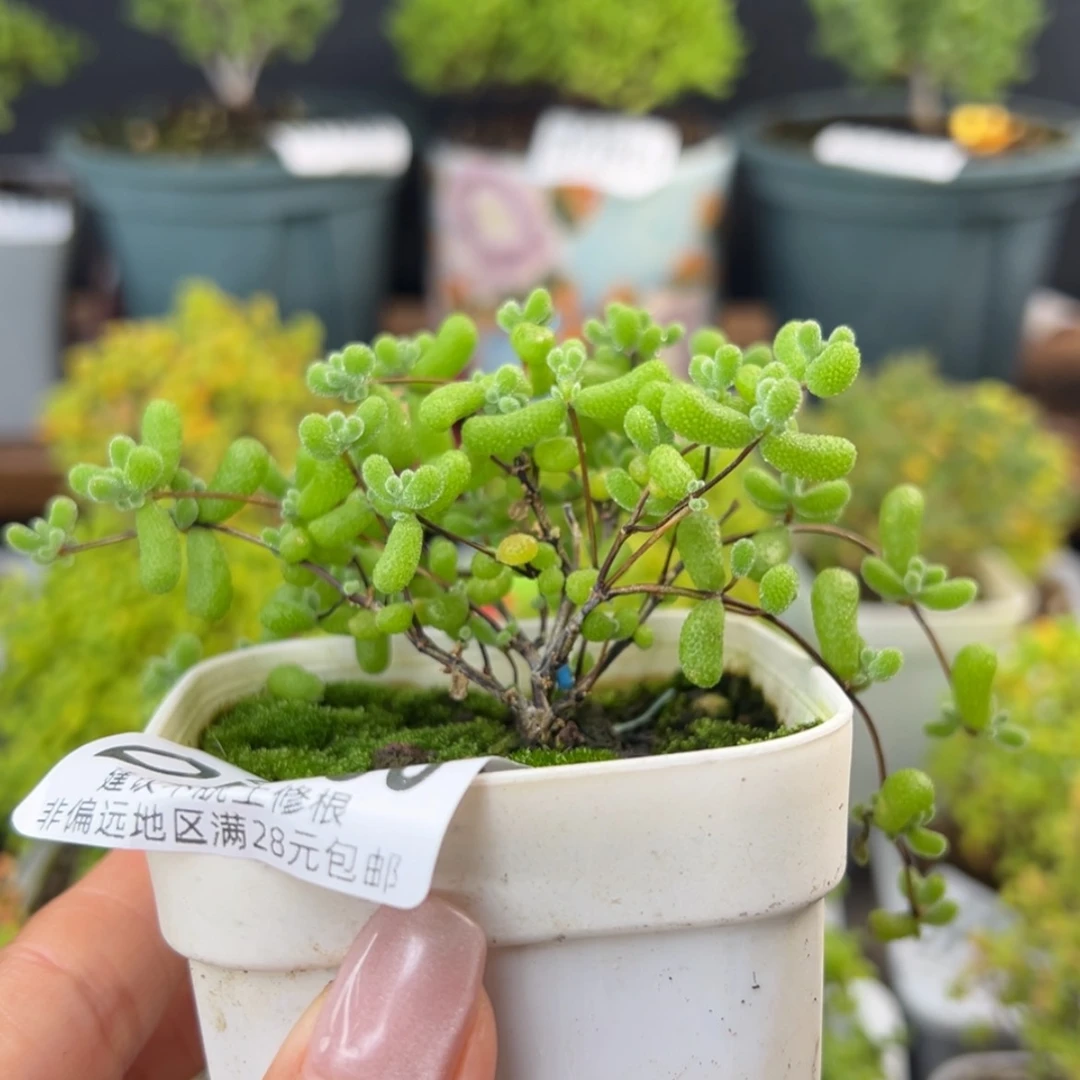 【闪购商品】dy2989翡翠盆口6cm