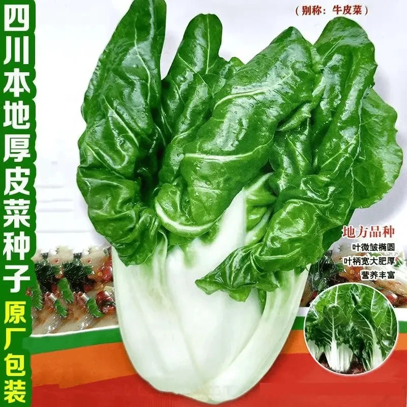 四季牛皮菜 春不老厚皮菜种子根达菜子 四川白梗牛皮菜种籽大宽叶