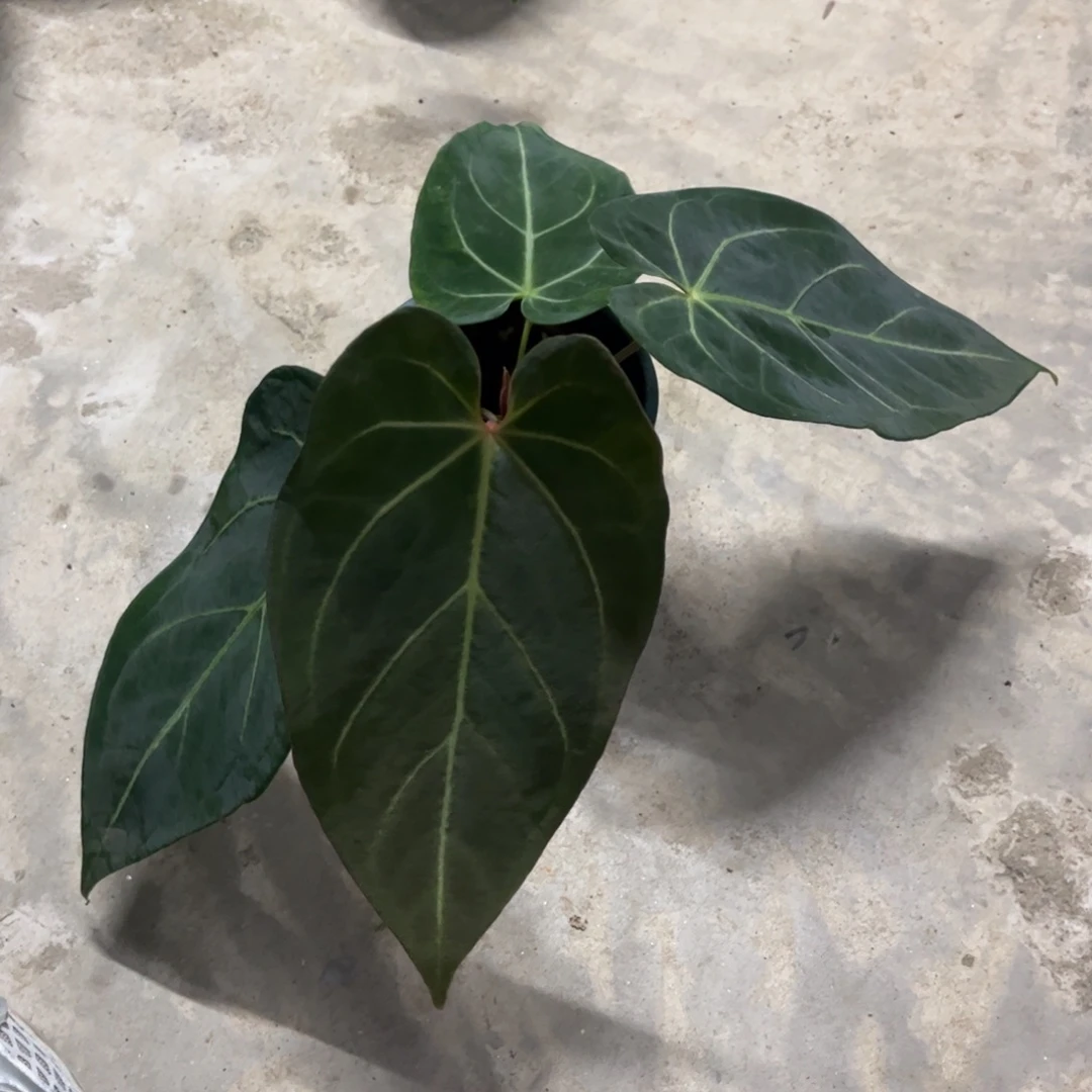 无花朵黑丝绒x（福利无售后