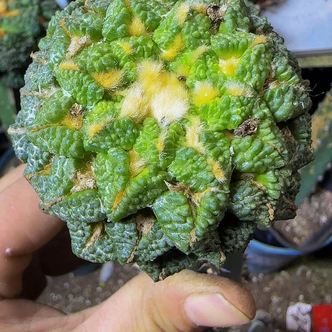 龟甲黑牡丹712仙人球开花