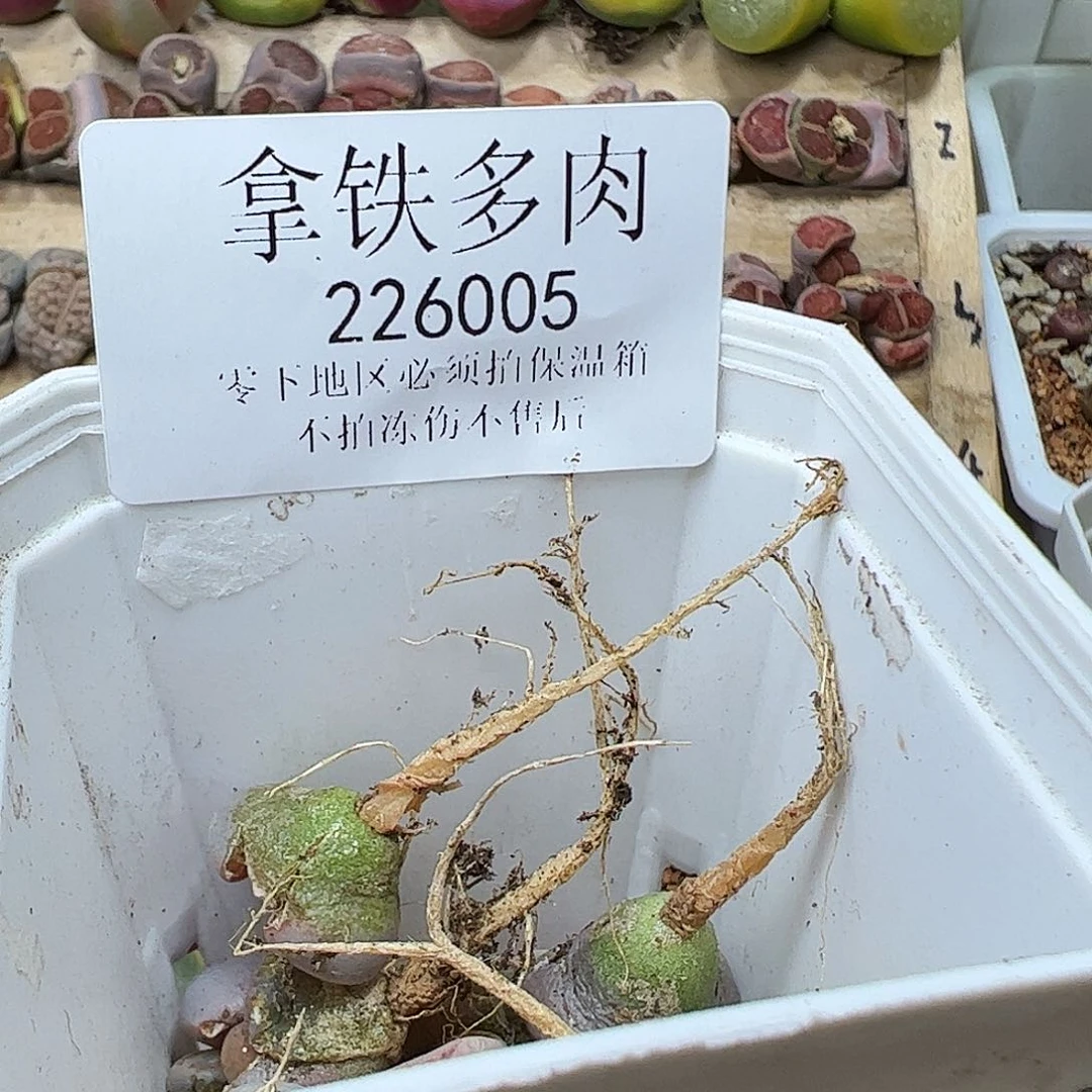 唐*226005/拿铁多肉植物馆