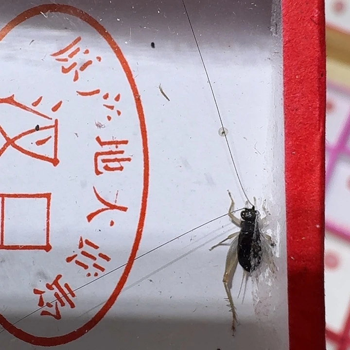 蟋蟀冬人工油蛉长须好养耐活