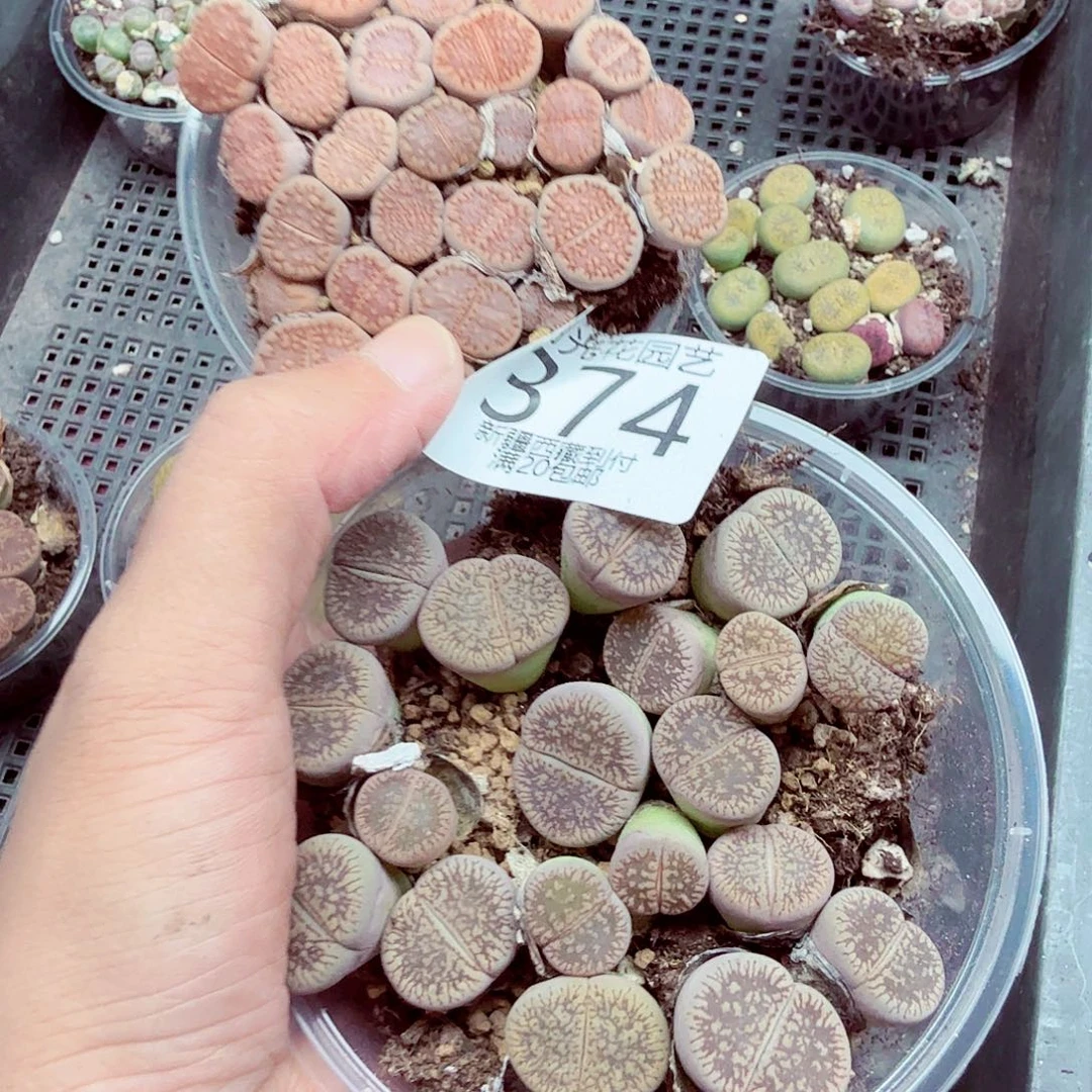 卖***猪这一系列改革方案还要求374