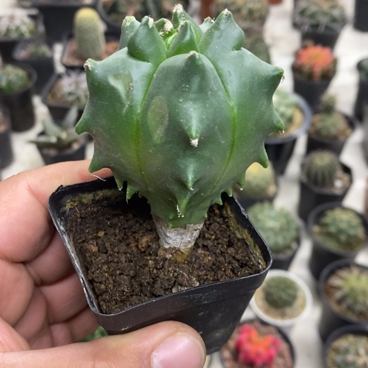 实生龟甲特价福利2