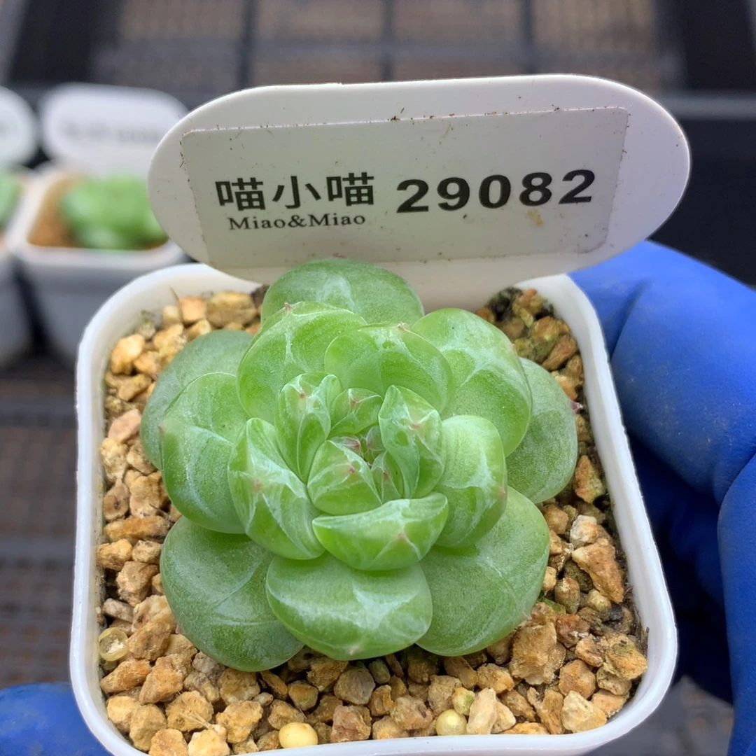 多肉植物杂交珍妮