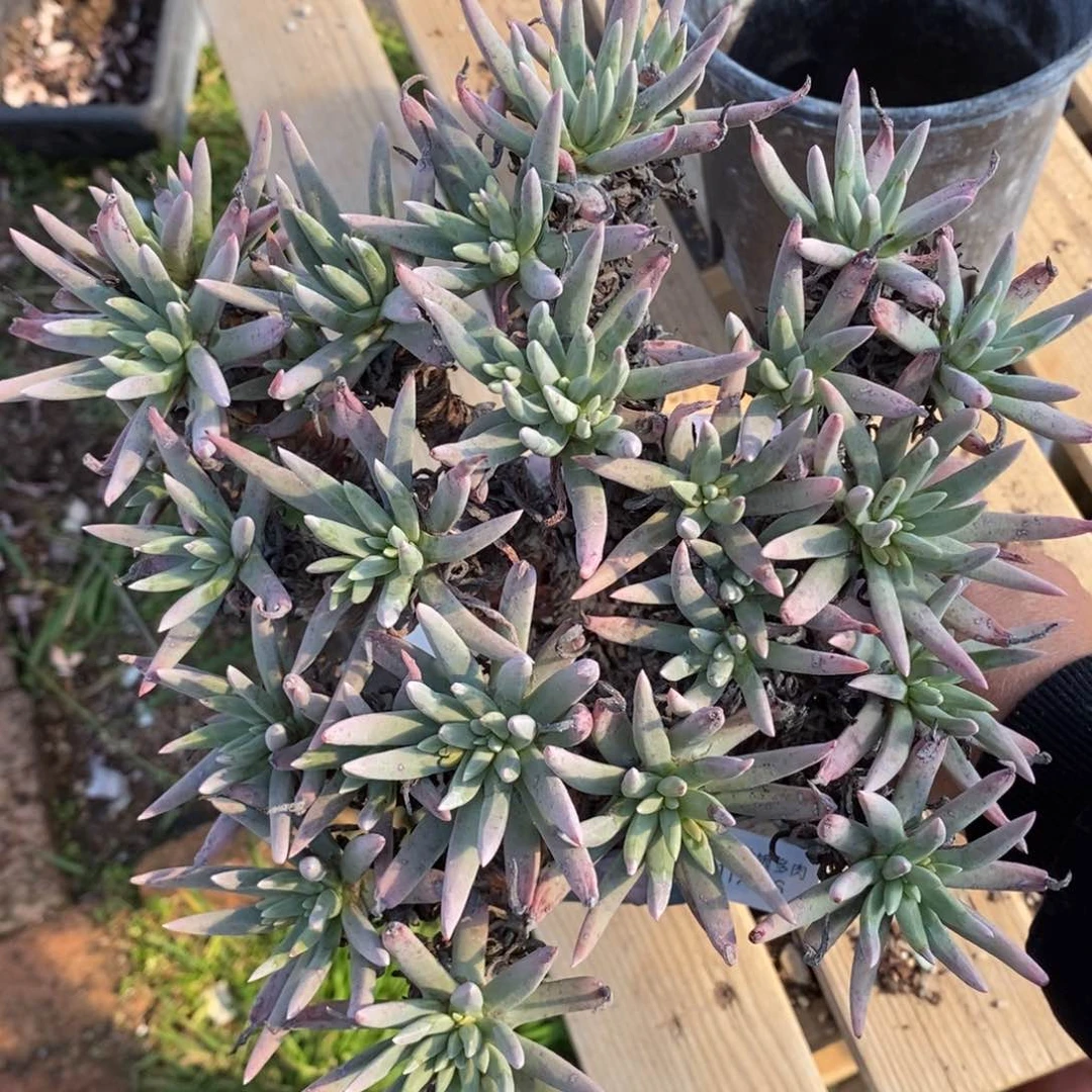 46号爱度绿体粗腿子