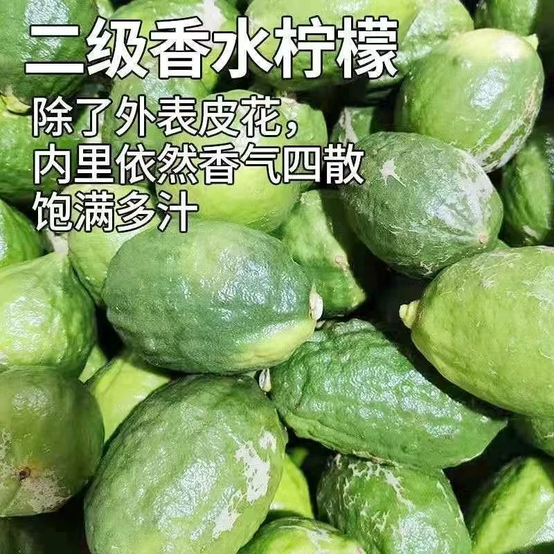 【现摘现发】广东香水柠檬二级果江门产地奶茶店批发专用