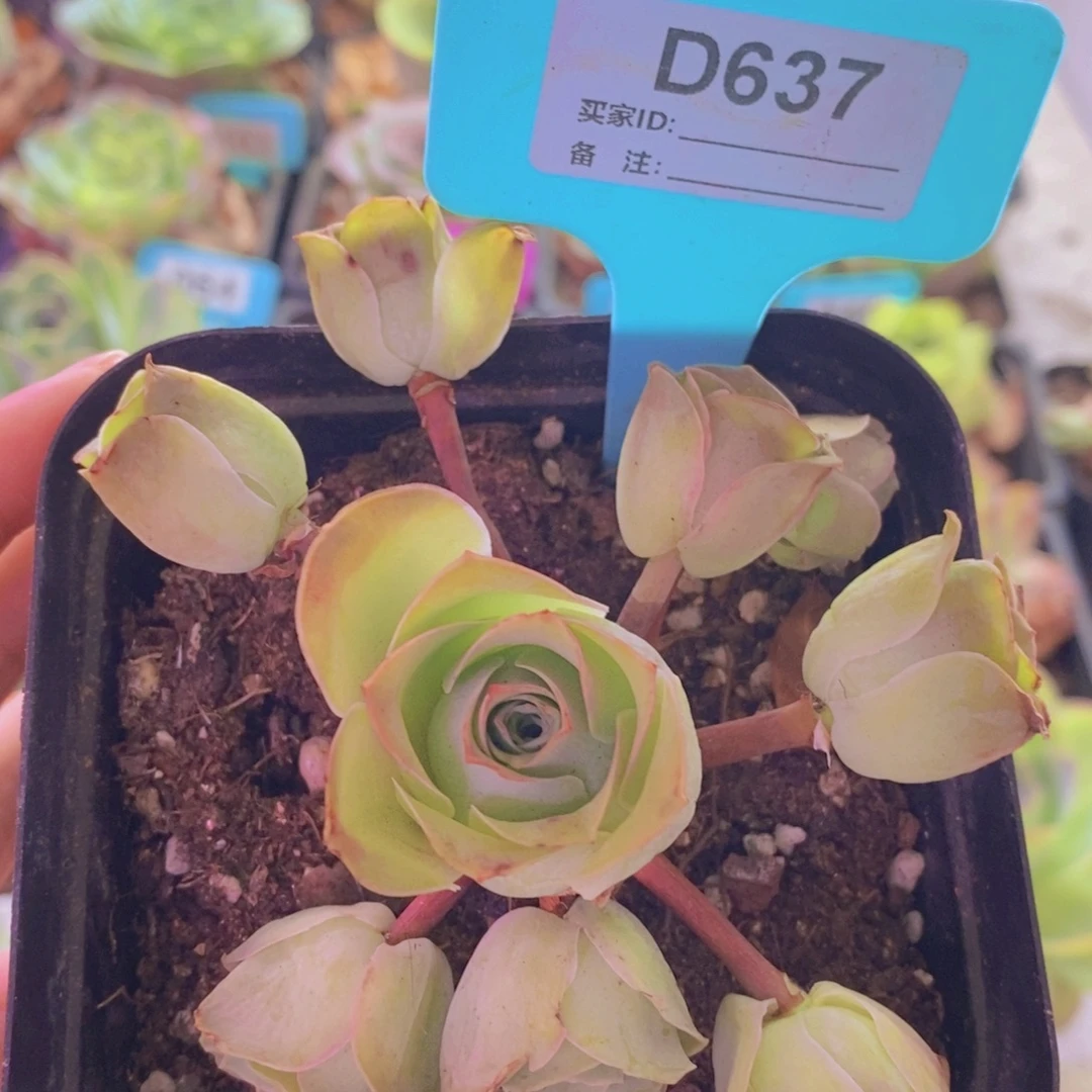 山地玫瑰一物一拍637