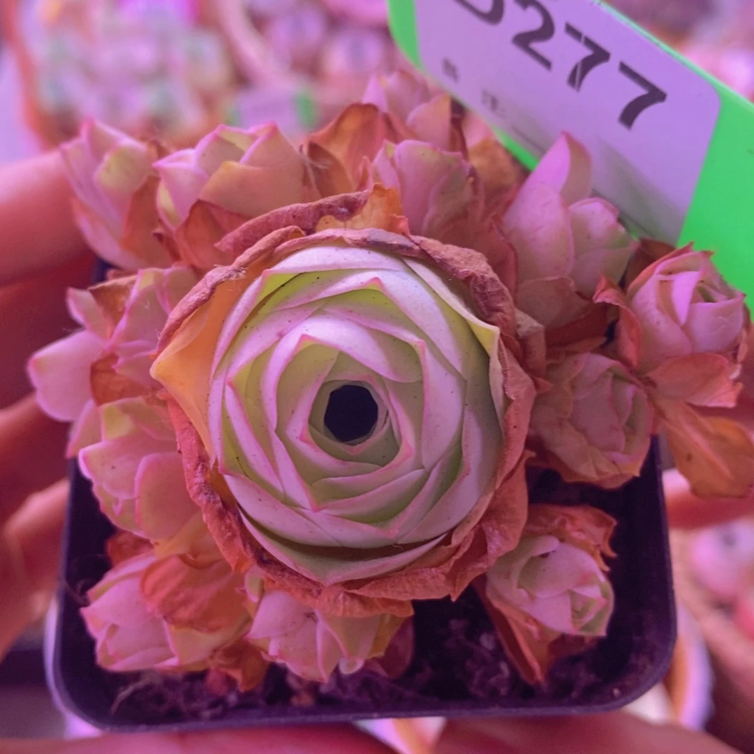 D277姝帕 脱土裸根发货