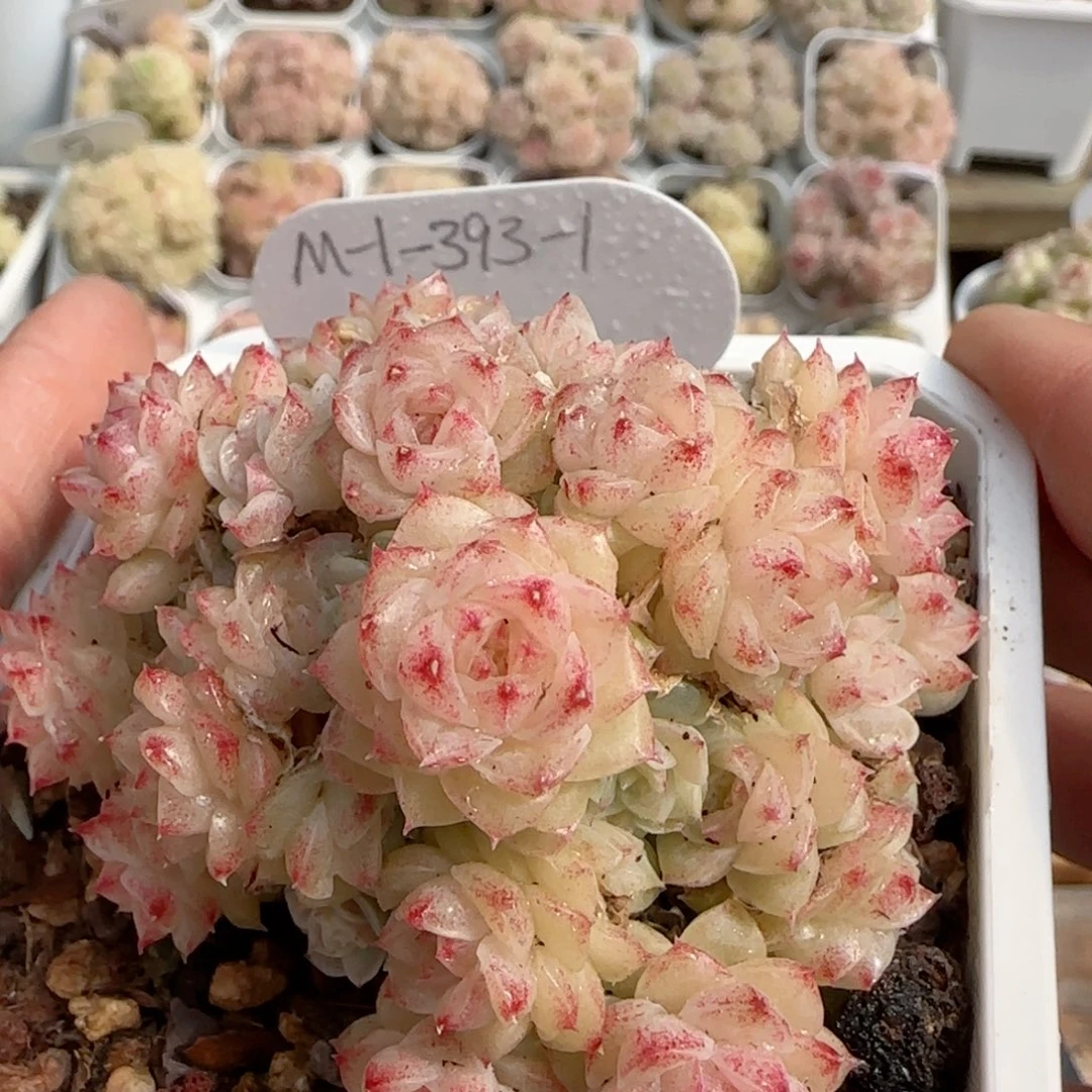 【闪购商品】0221-123（m1-393-1）