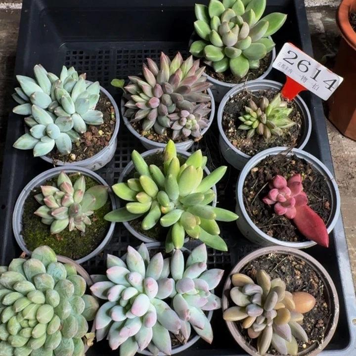 2614多肉植物一物一拍