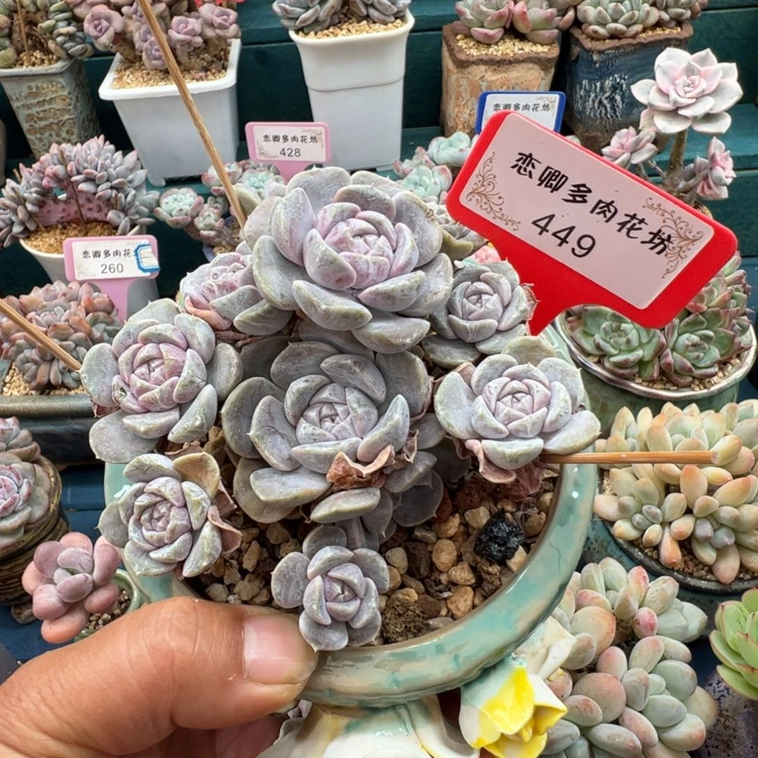 M***i449汉堡老桩多头无砍