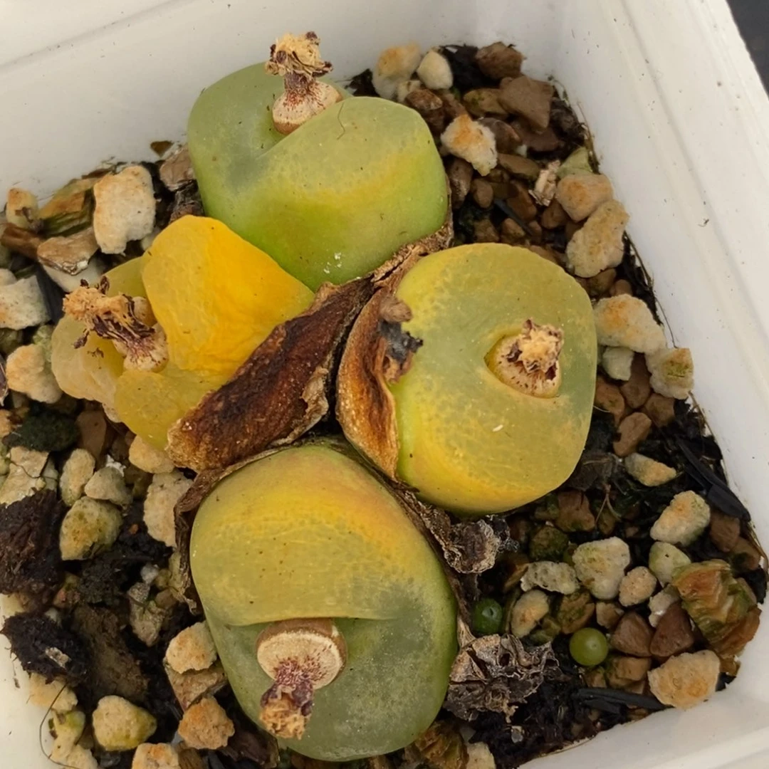 14111一颗一颗一颗