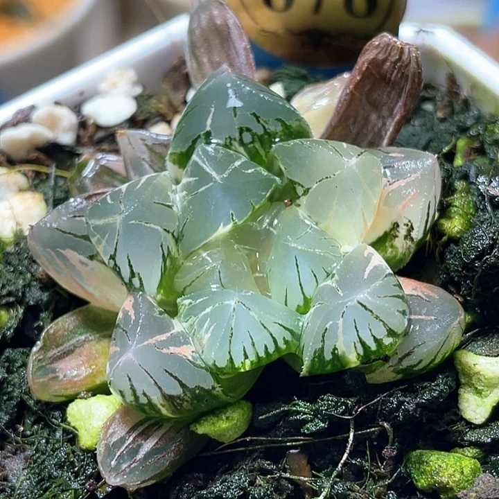878北极之恋锦特选福利