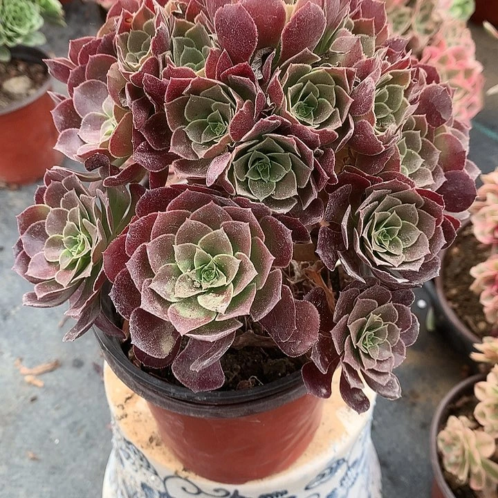 338荷兰圆叶多肉植物