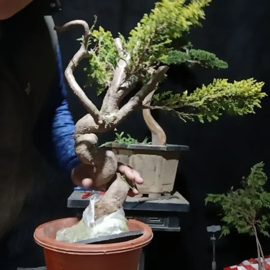 密***佛无花朵好好好好好