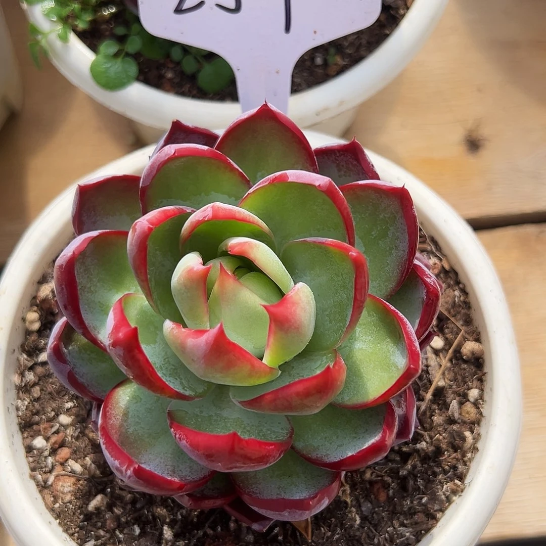 欧***阳惊鸿仙子一物一拍254号