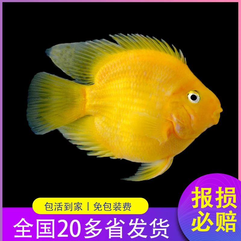 财神鱼观赏鱼黄鹦鹉观赏鱼黄金鹦鹉热带观赏鱼套餐活鱼元宝招财