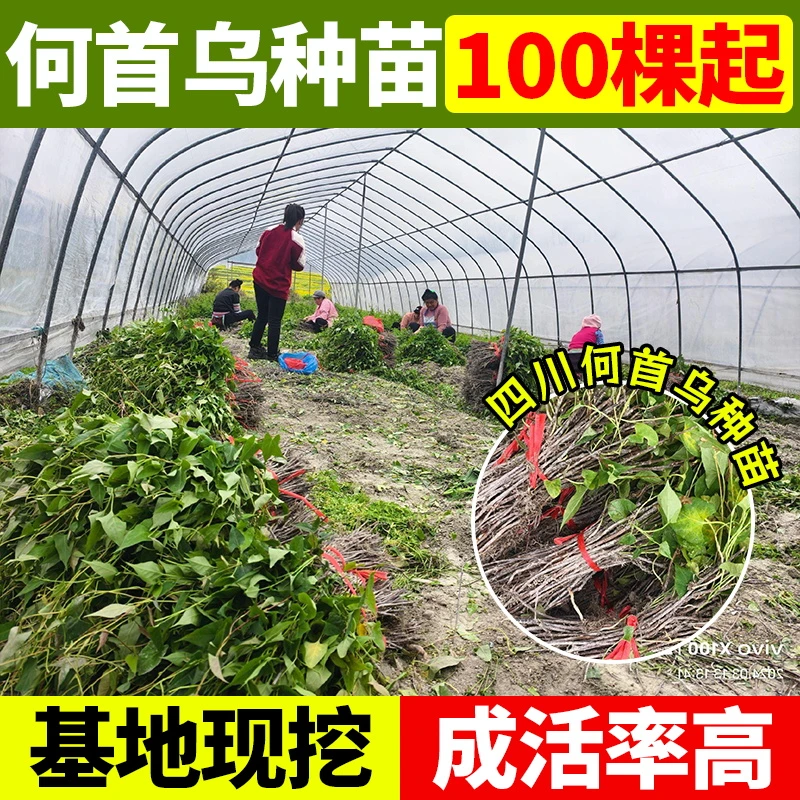 优质何首乌种苗基地直供产地批发提供技术支持包邮中药材何首乌苗