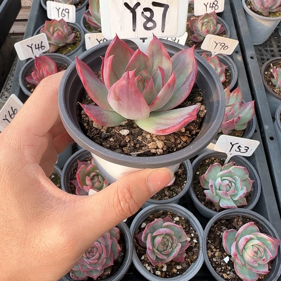 Y*Y87惊鸿单头多肉