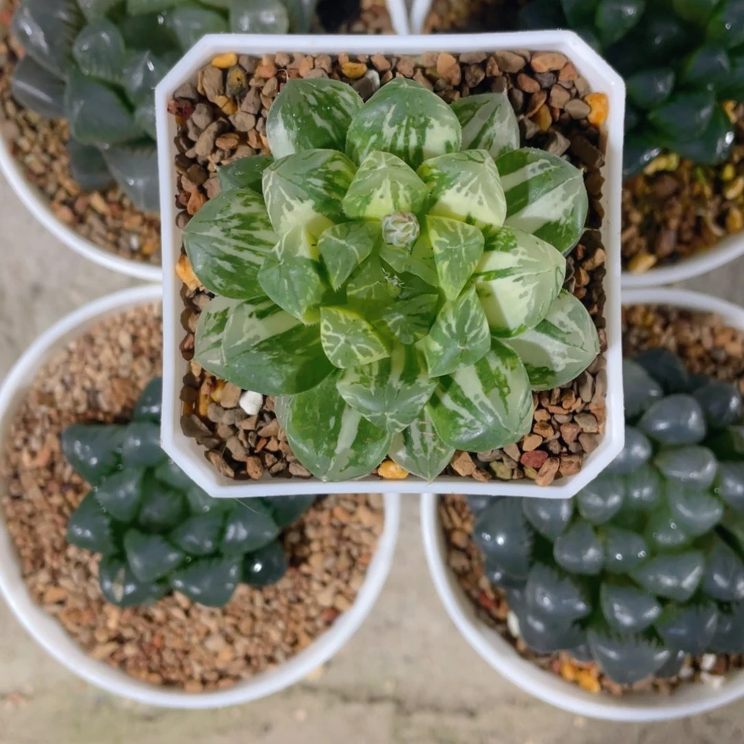 听*十二卷多肉玉露 组合。