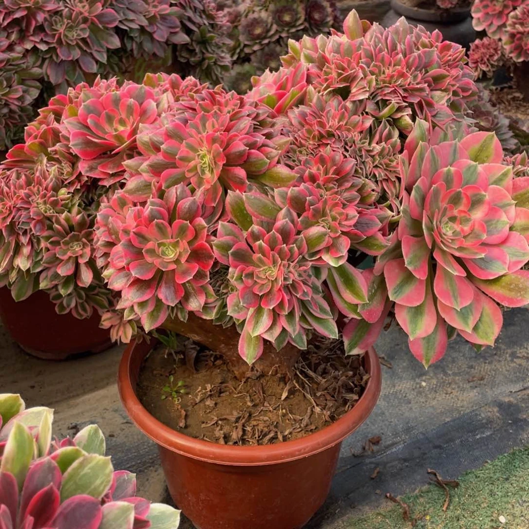 杨*阳880粉女巫缀精品法师多肉