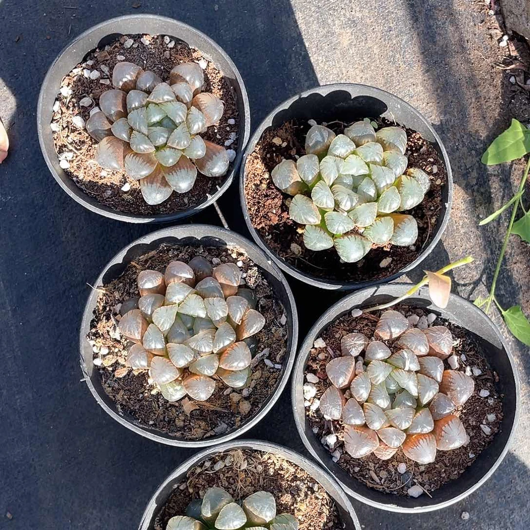 冰灯福利带盆发货