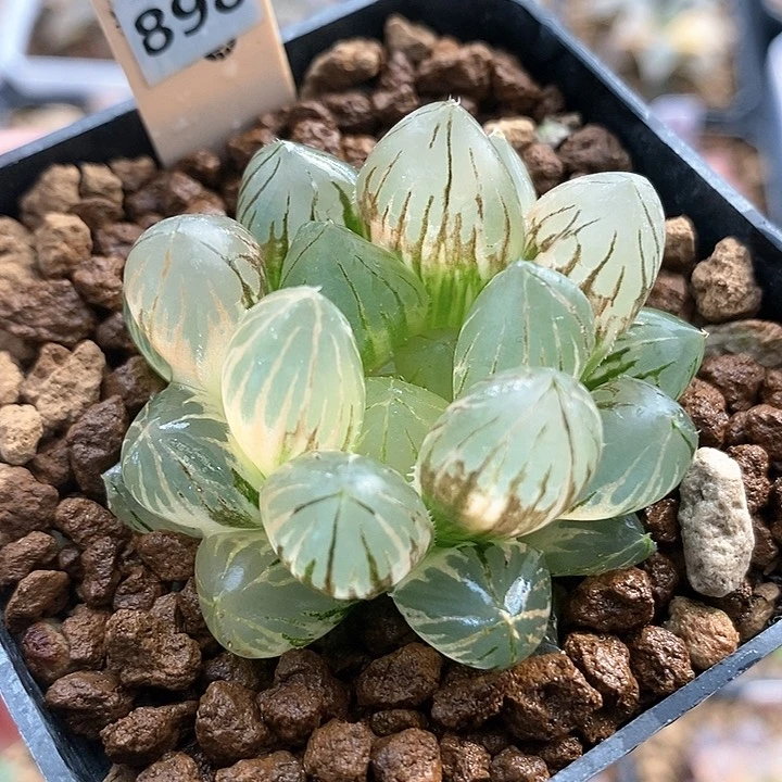 红陶898号龙爪玉露锦一物一拍