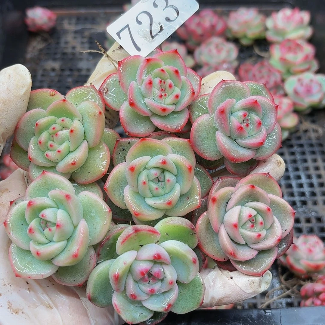 赛****g多肉植物多肉植物723