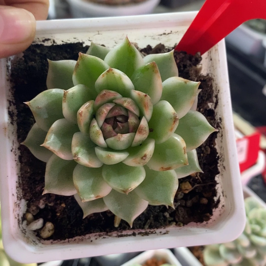 叶***装黑水晶锦多肉植物