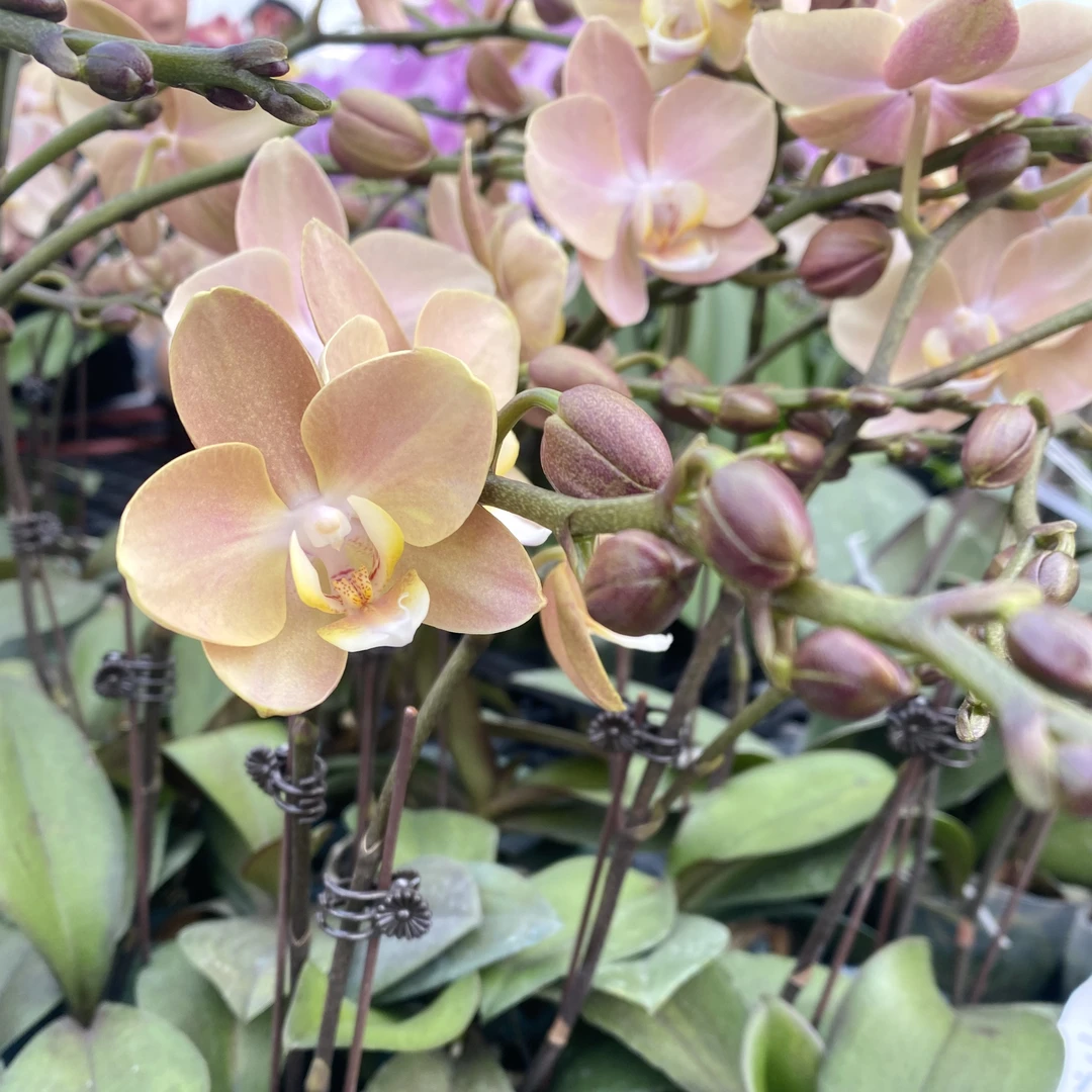 《白月光》花瓣厚实蝴蝶兰网红款办公室室内盆栽