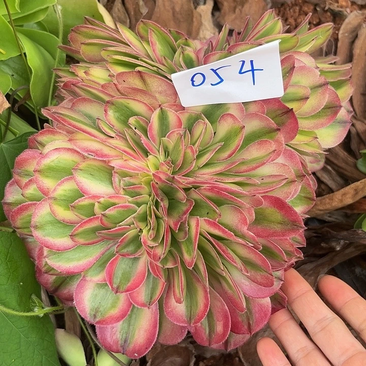 七***姐054荔枝缀无根发货