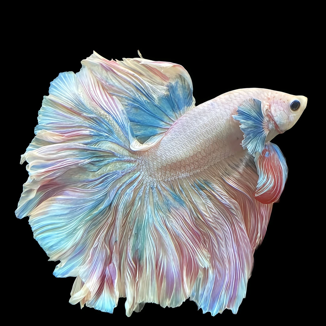 妙择水族181-240号好养耐活的小型热带观赏鱼斗鱼婚纱鱼宠物活体