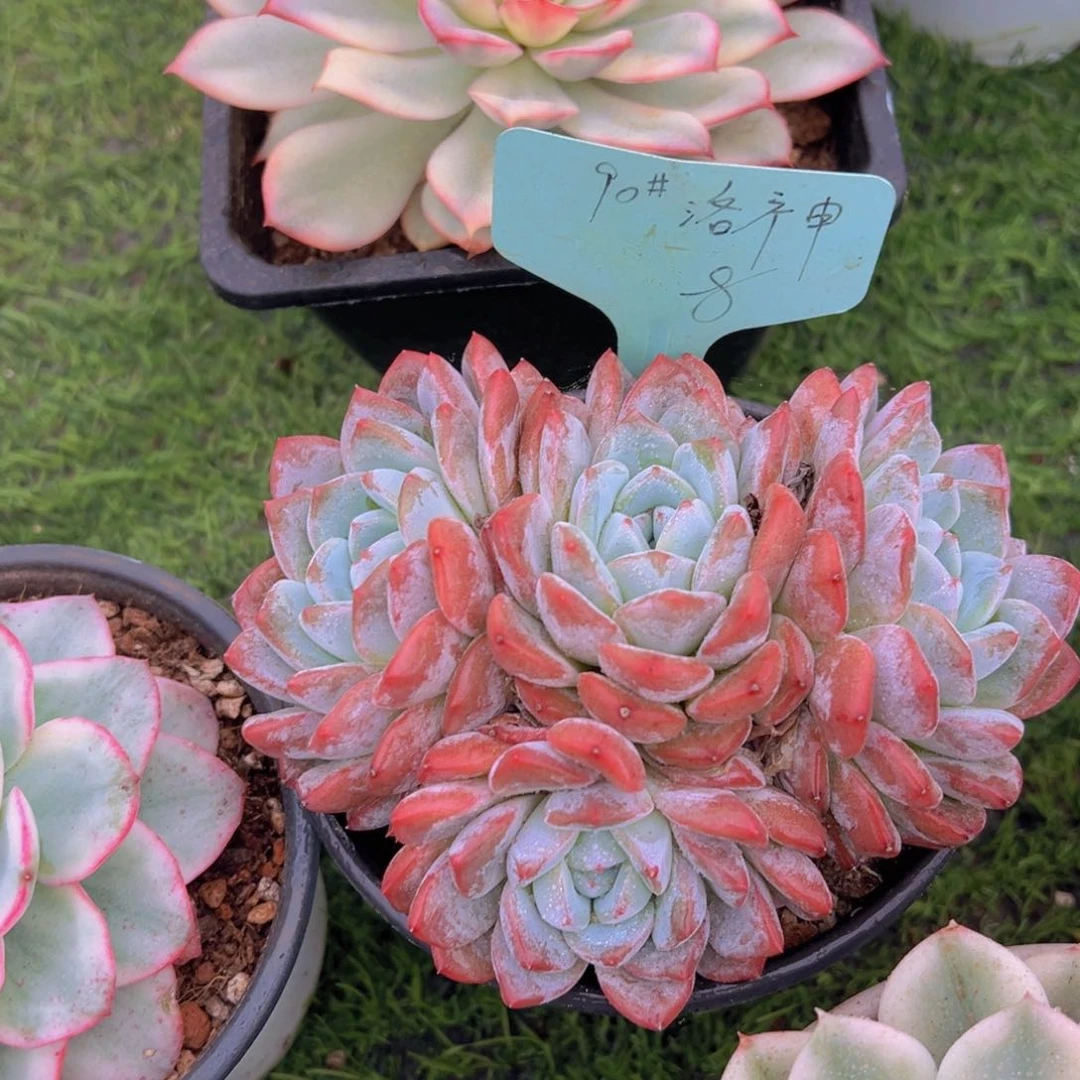 福利来了来了来了来啦来