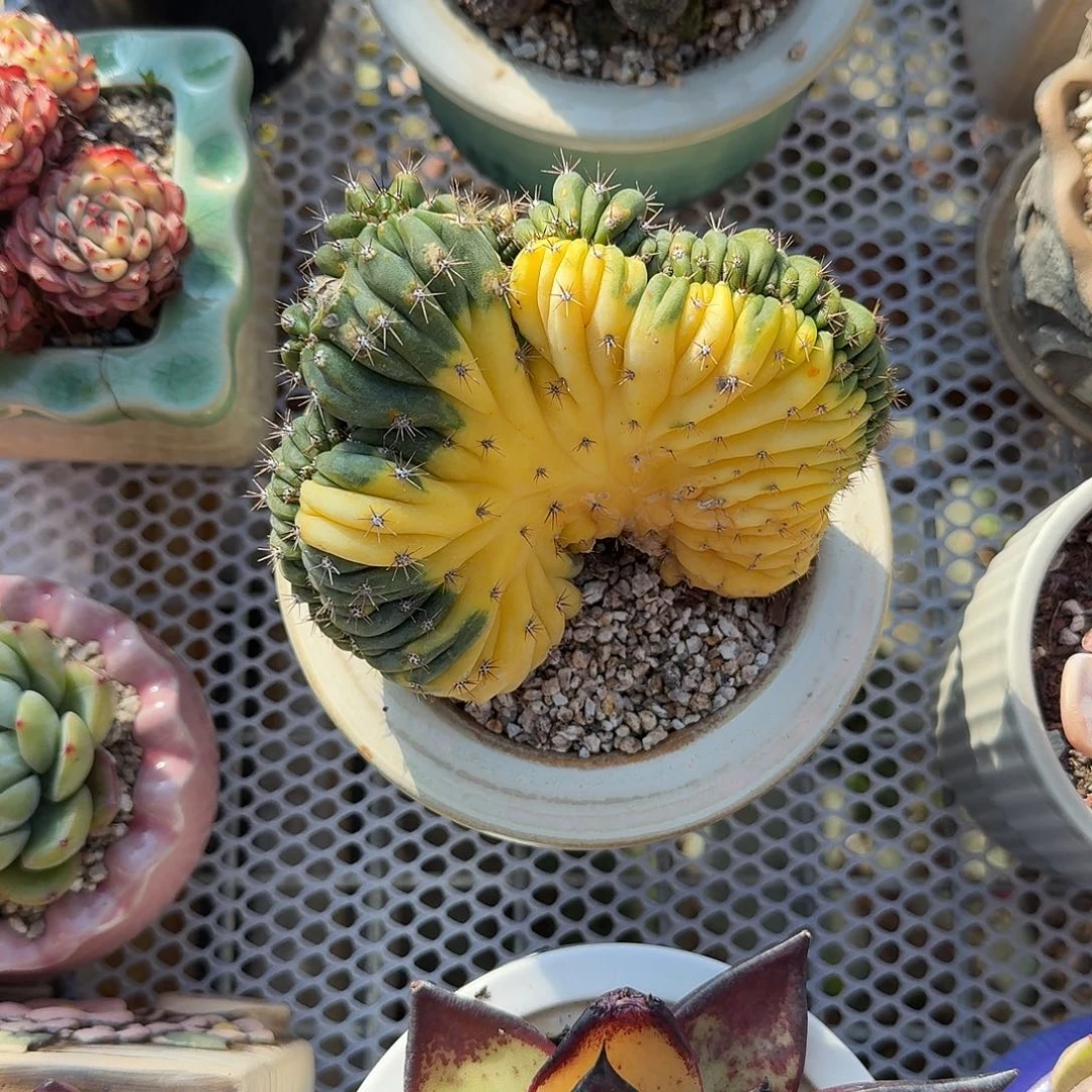 横纹驻➕奴婢吉娜多肉