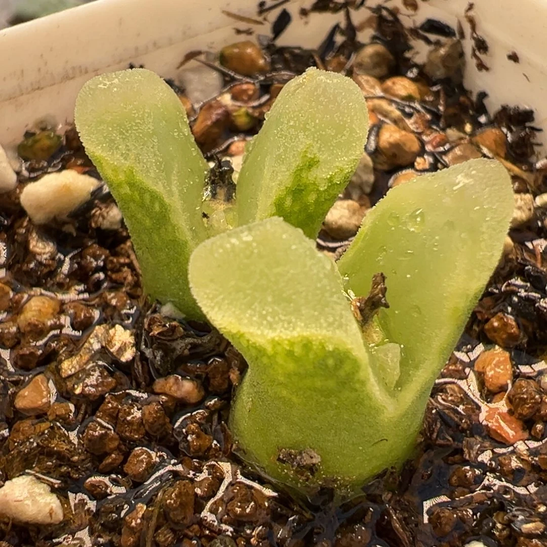 541多肉植物种类多样