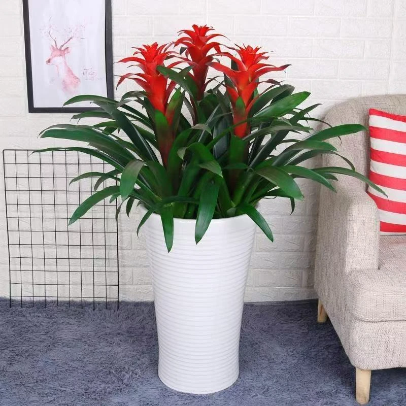 鸿运当头植物好养易活带花发货年宵花植物