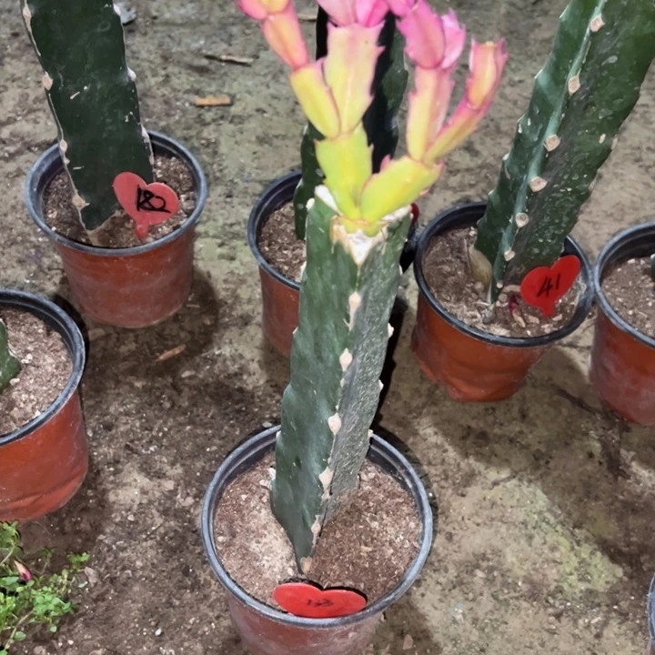 清***雨当前无花栽培后可以开花太阳133