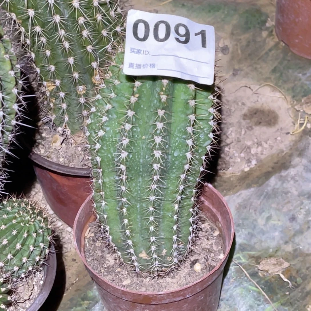 91毛花柱 脱土脱盆摘花满20包邮19公分